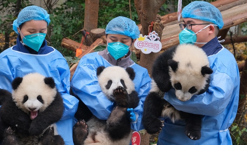 Look: Adorable panda cubs wave goodbye to the panda-monium that was 2022