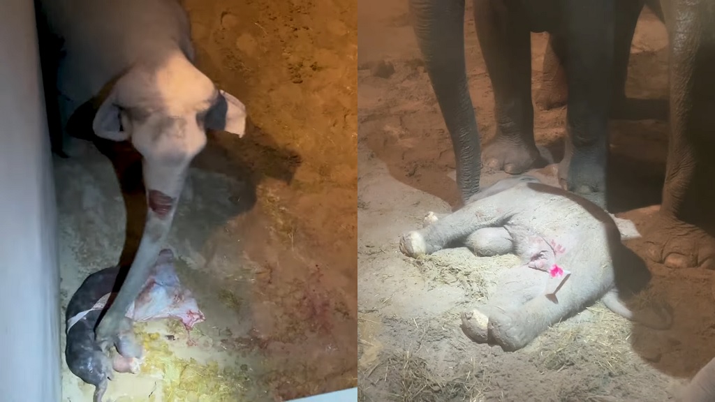 Heartbreaking video shows mother elephant desperately trying to revive newborn calf