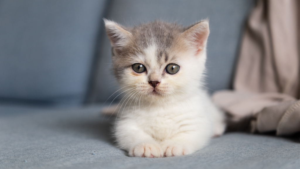 Woman trying to adopt kitten loses $764,000 to crypto scam