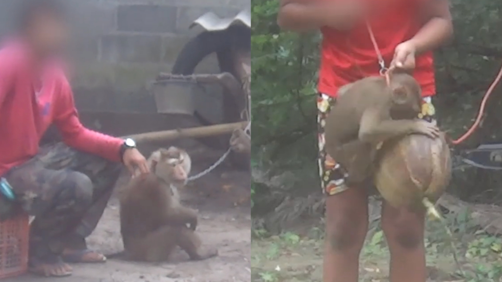 Monkey slave labor in Thailand