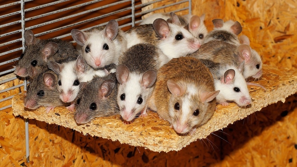 Japanese scientists create litter of mice with 2 fathers
