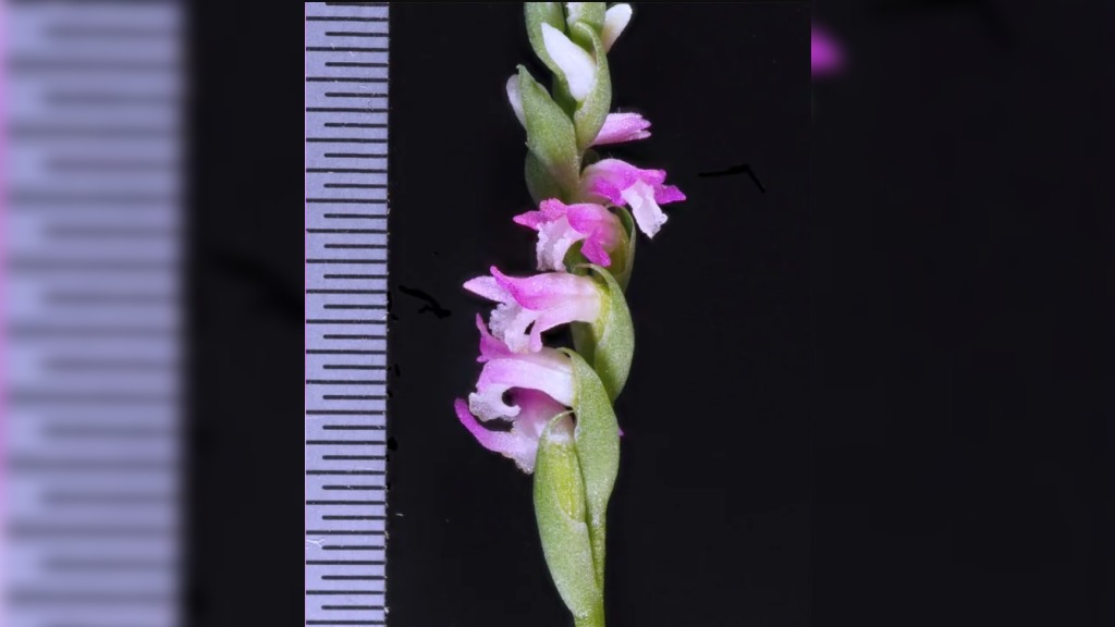 japan orchid species new