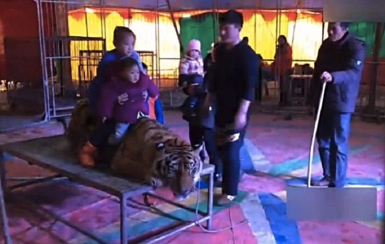 Chinese Circus Ties Endangered Tiger Down So Visitors Can Take Selfies