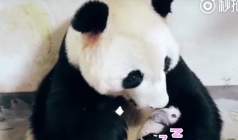 Chinese Netizens Blame Zoo After Panda Mom and Daughter Die