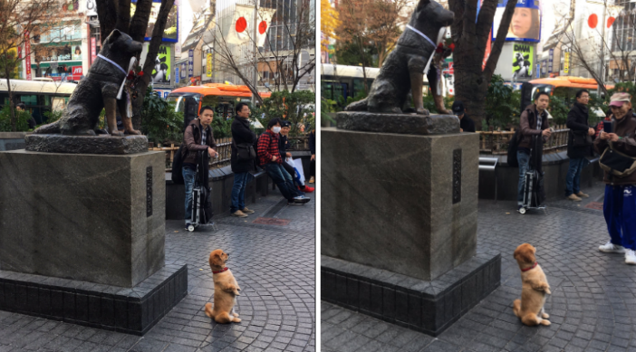 Adorable Puppy Posing in Front of Famous Hachiko Statue in Japan Will Warm Your Heart