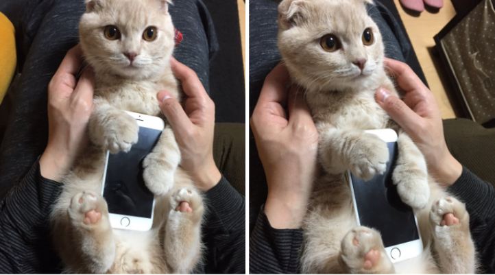 Japanese Cat Becomes the Cutest iPhone Case of All Time