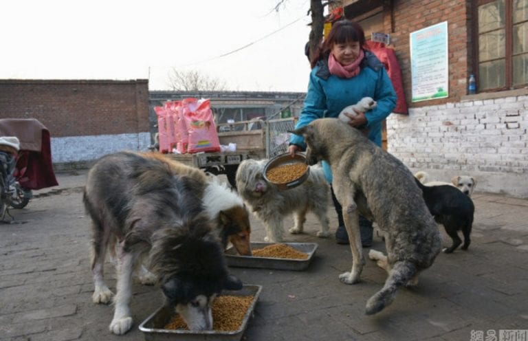 Chinese Woman Closes Her Restaurant to Rescue 6,000 Stray Cats and Dogs
