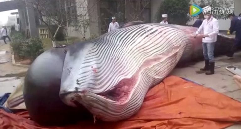 Horrific Footage Shows a Whale Being Butchered For ‘Dog Food’ and Employee Bonuses