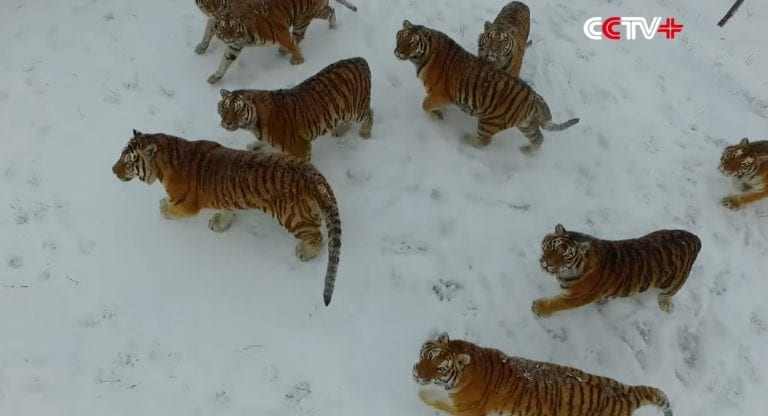 The Chubby Chinese Tigers Hunting a Drone All Live in a Slaughter Farm