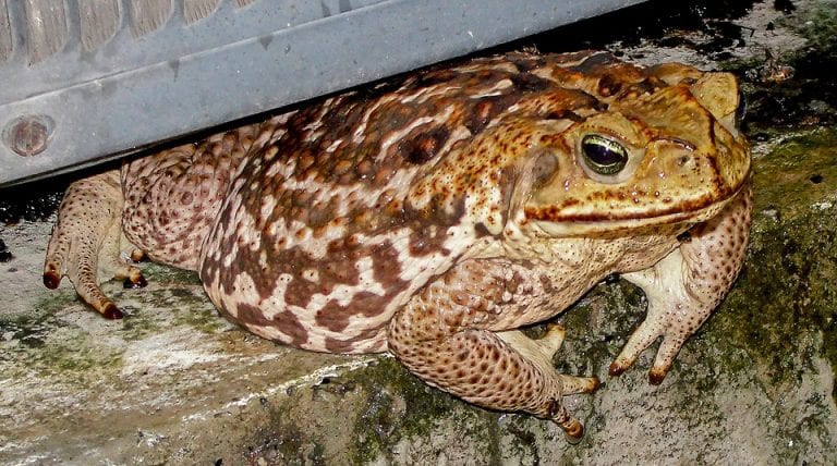 Chinese Farmer Arrested for Killing More Than 100 Endangered Toads For Dinner Party