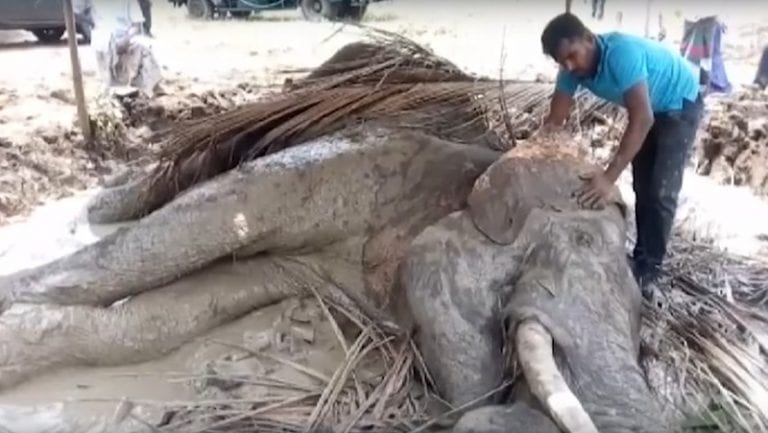 Endangered Asian Elephant Found With a Nail Hammered in Its Leg in Sri Lanka
