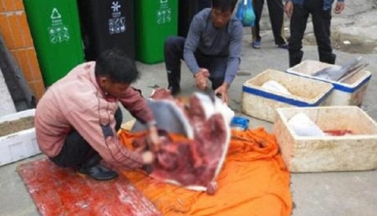 Chinese Fisherman Caught Butchering Endangered Baby Dolphin on the Street