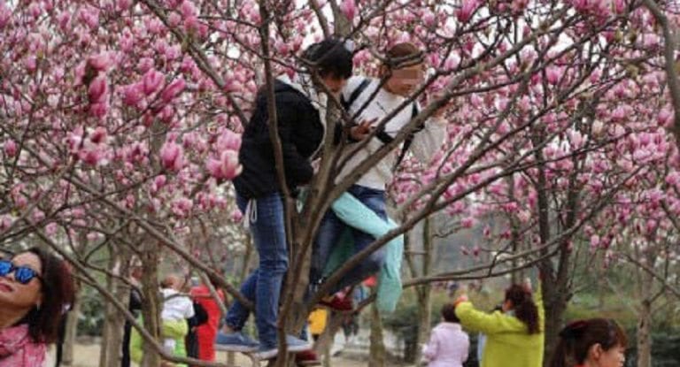 Chinese Tourists Destroy Beautiful Blossoming Trees Just to Get Selfies