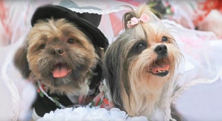 Someone Threw an Epic Dog Wedding in the Philippines