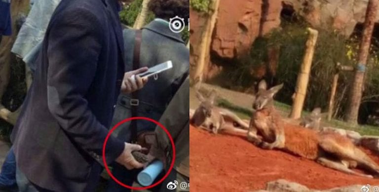 Man Caught on Video Throwing Rocks at Sleeping Kangaroos in Chinese Zoo to Get Them to Jump