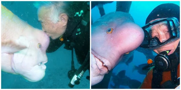 Japanese Diver Has Been Friends With a Massive Fish for 30 YEARS
