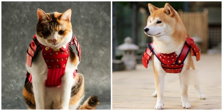 Japanese Company Makes Adorable Samurai Armor for Cats and Dogs