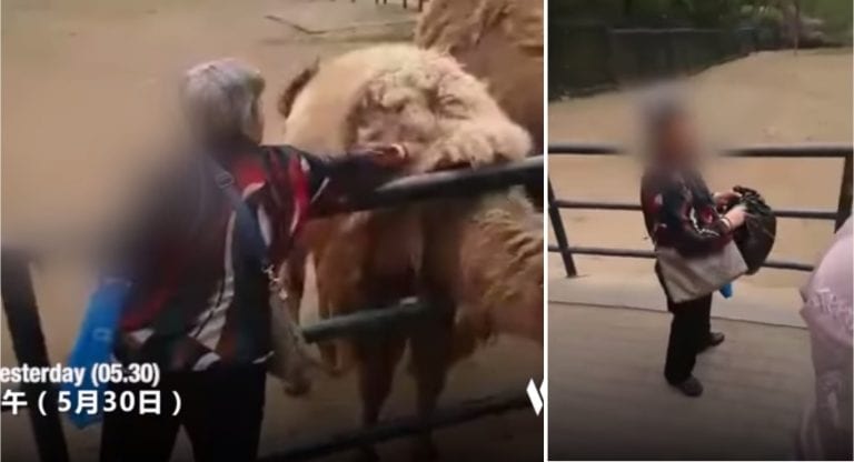 Elderly Woman Caught Ripping Hair Off Camel to Take Home at Zoo in China