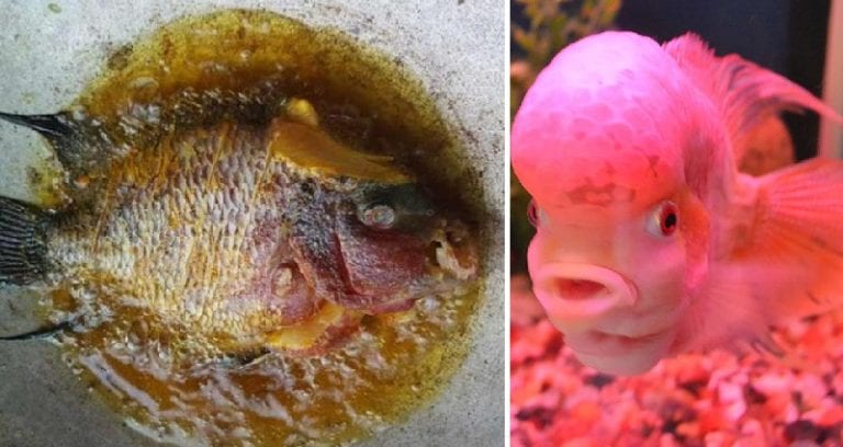 Malaysian Man Causes Uproar for Frying and Eating a $660 Aquarium Fish