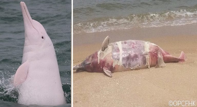 Pregnant Endangered Pink Dolphin Found Dead on Hong Kong Beach