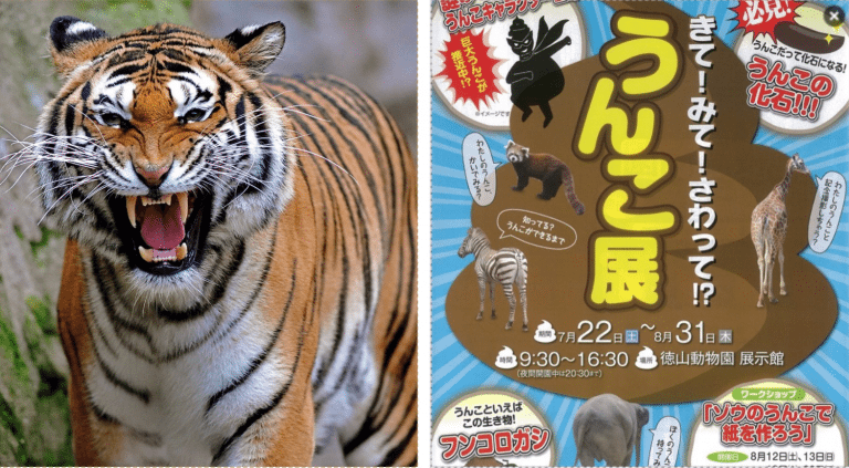 Japanese Zoo Features Bizarre Exhibition Where Guests Can Play With Animal Poop