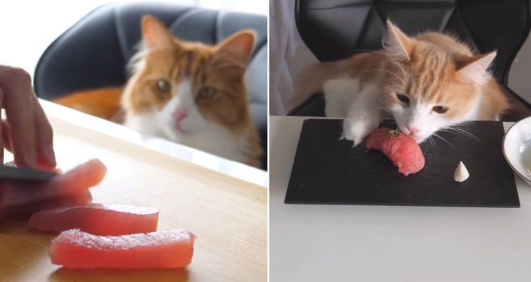 Japanese YouTuber Prepares Fancy Sushi From Scratch For His Cats