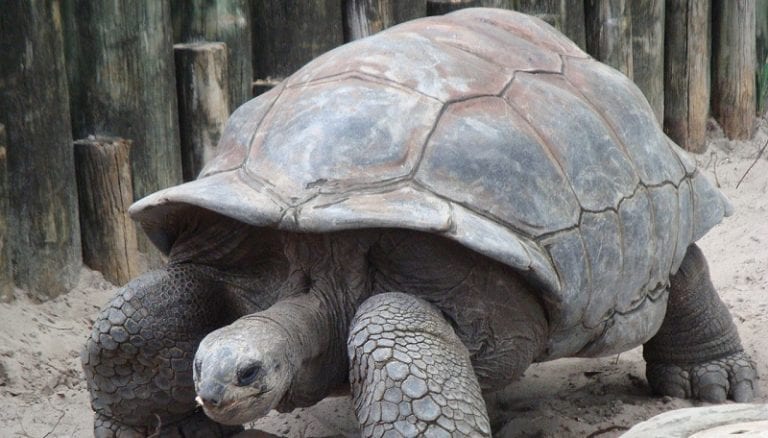 Escaped Giant Tortoise Found 460 Feet From Japanese Zoo After Two Weeks