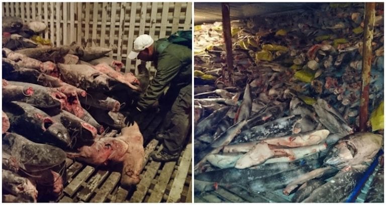 Chinese Fishermen Caught Off Ecuador With 300 Tons of Protected Marine Life On Board