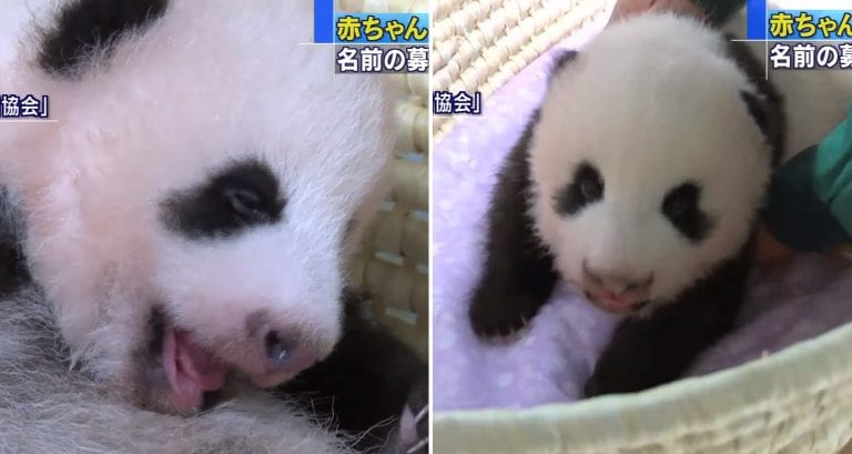 Japanese Zoo Releases First Footage of Newest Baby Panda
