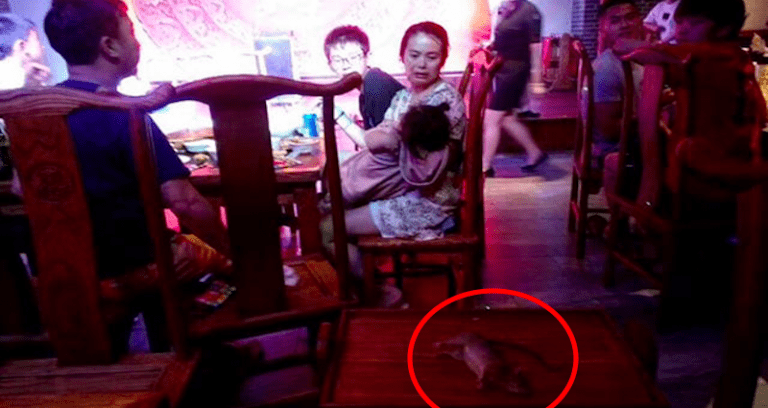Diners Shocked After Rat Falls From Ceiling and Dies in Shanghai Hot Pot Restaurant
