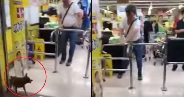 Hong Kong Netizens Outraged Over Video of Man Violently Kicking Dog in Supermarket