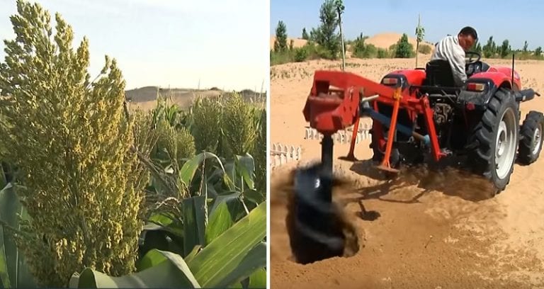Chinese Scientists Develop Revolutionary Paste that Transforms Desert Into Fertile Farmland