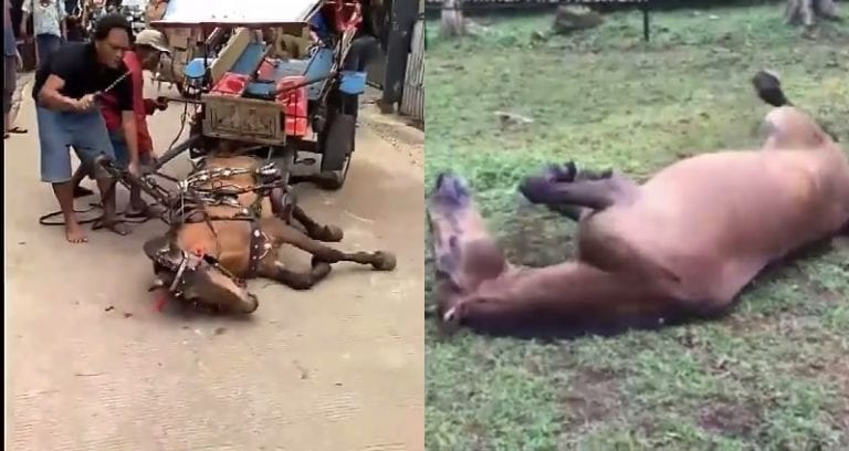 Rescued Horse’s Reaction to New Home in Indonesia Will Make You Cry Tears of Joy