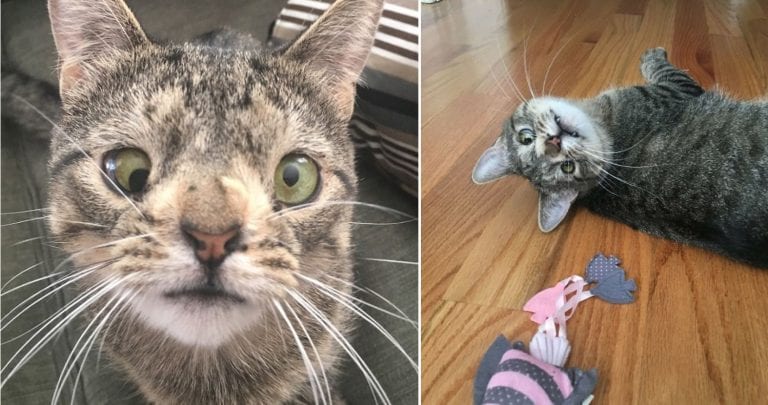 Adorable Cat With Extra Chromosome Found Behind Chinese Restaurant Finds Forever Home