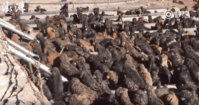 Hundreds of Abandoned Tibetan Mastiffs Now Roam Rural China Attacking People in Packs