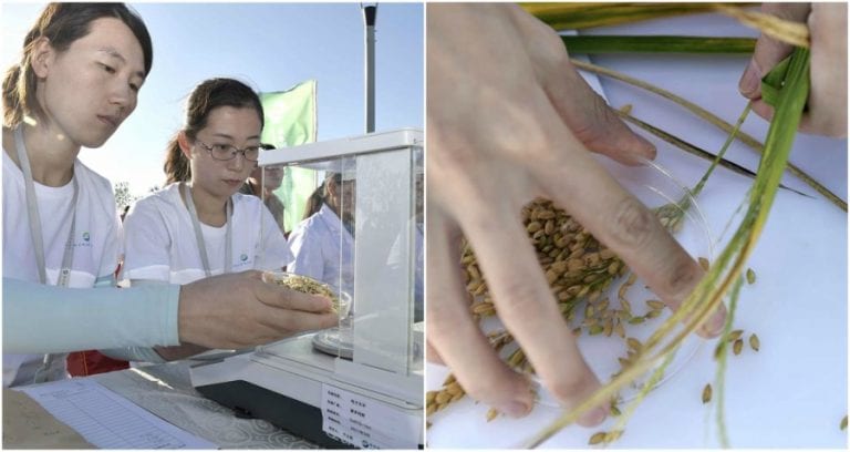 China Invents Rice That Can Grow in Salt Water, Can Feed Over 200 Million People