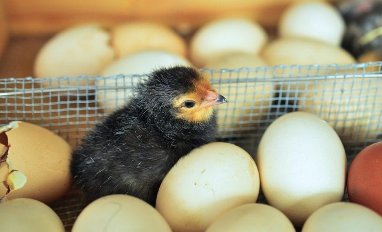 Japan Creates Chickens That Lay Eggs With Valuable Drugs in Them