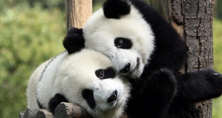 Mondays Are Hard So Here Are Some Pandas