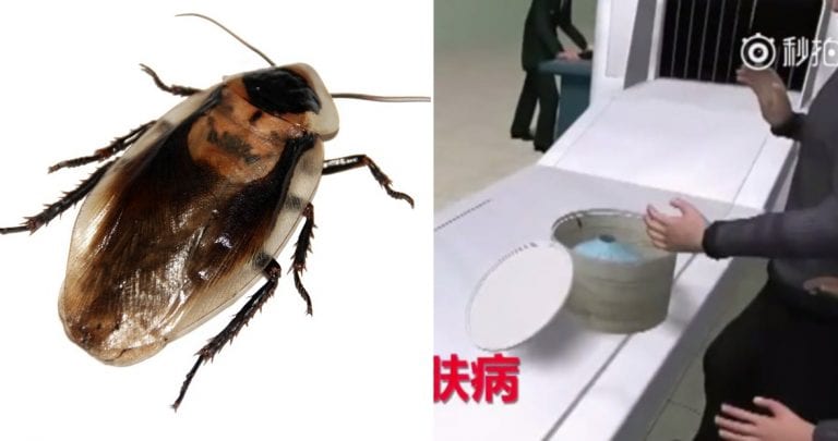 Elderly Couple Caught Smuggling Hundreds Cockroaches Through Airport in China