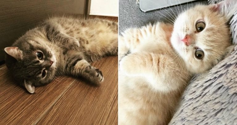 Hong Kong Munchkin Cats Are Too Purr-fect For this Cruel World