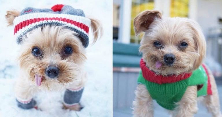 Good Humans Save Abused Pupper from Hong Kong Puppy Mill, Now Has the Best Life Ever