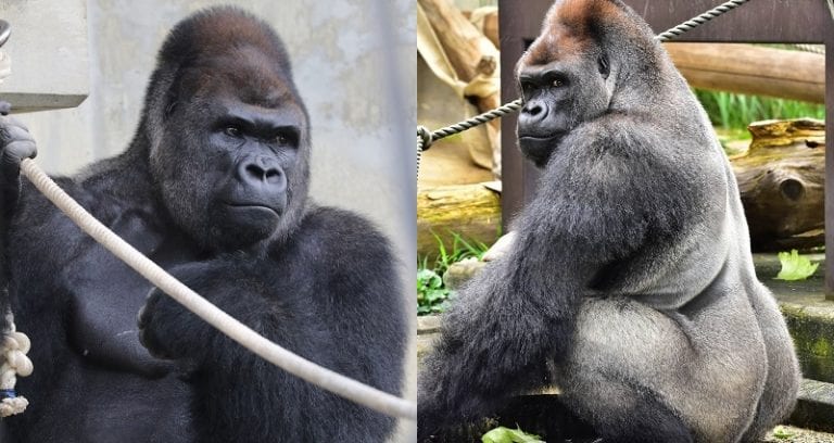 Japanese People Are Going Bananas Over This Extremely Photogenic Gorilla