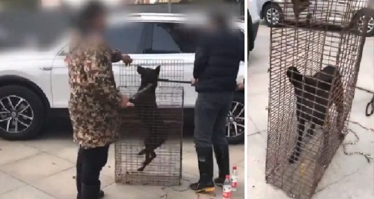 Shocking Video Shows Man Sacrificing Dog to Ward Off Evil Spirits From New Car