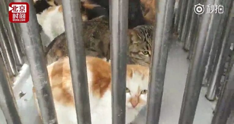Chinese Police Station Has Cat Problem After Saving Dozens of Cats from Slaughter