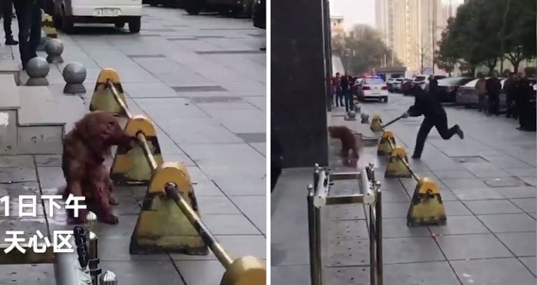 Lowlife Policeman Sparks Public Anger in China for Brutally Beating Dog to Death in Public