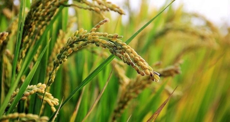 U.S. Approves Importing Genetically Modified Rice From China, But It’s Still Illegal in China