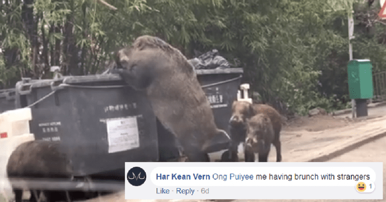 Swole Wild Boar Digs Through Dumpster Outside School in Hong Kong