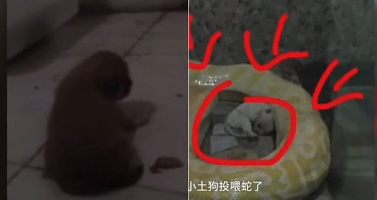 Chinese Zoo Draws Backlash After Feeding Live Puppies to Massive Pythons