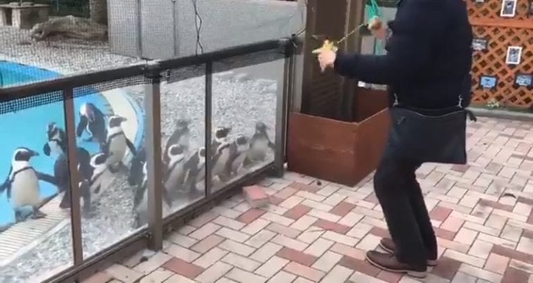 Penguins Get Hypnotized By Yo-Yo Tricks at Japanese Zoo
