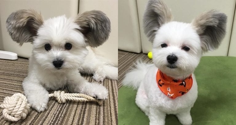 Japanese Dog Actually Has Real ‘Mickey Mouse’ Ears